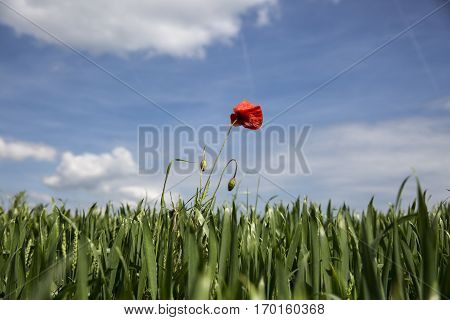 Lonely red possy flower in a green wheat fiels