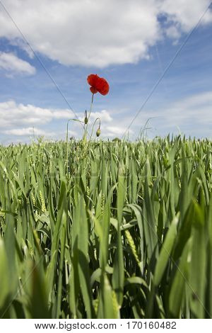 Lonely red possy flower in a green wheat fiels