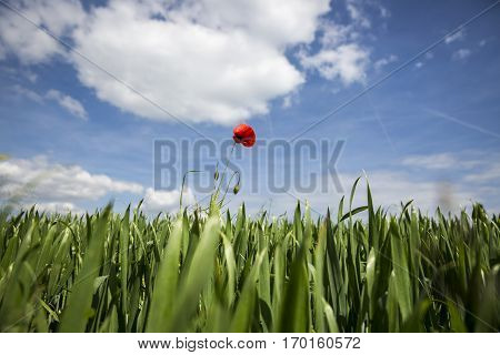 Lonely red possy flower in a green wheat fiels