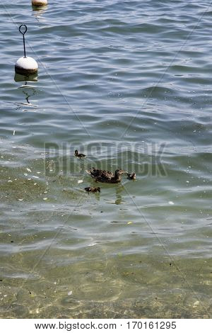 Female duck with her ducklings on the clear water lake