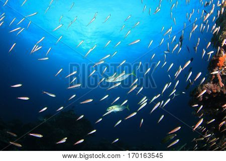 Fish on coral reef