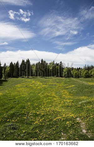 Bucolic mountain landscape with blooming green meadow Jura Switzerland