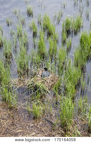 Common Moorhen nesting in between stems of reed