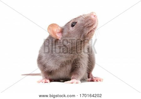 Portrait of curious gray rat isolated on white background