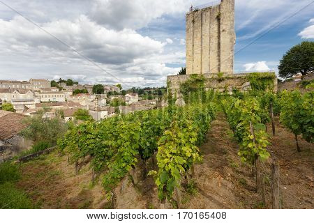 Vineyard in the Saint Emilion village near an old medieval tower, France