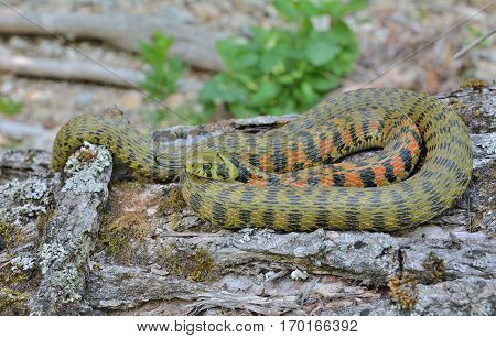 A close up of the snake (Rhabdophis tigrina).