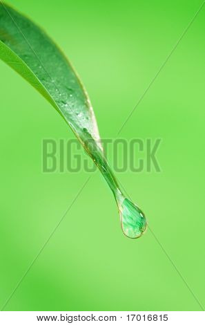lukke op waterdrop af bladspidsen