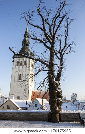 St. Nicholas' Church Spire viewed from the park with snow and a dead tree,Tallinn Estonia