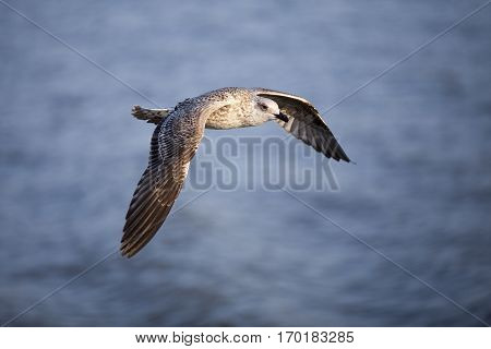 Seabird flying in movement over the sea