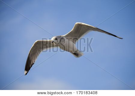 Seabird flying in movement with blue sky background
