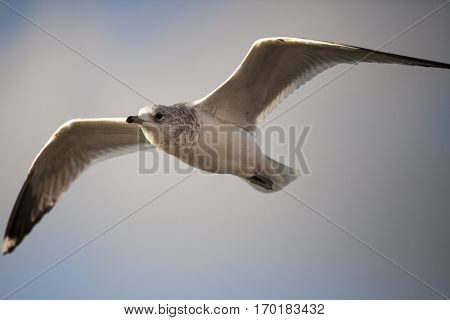 Seabird flying in movement with cloudy sky background