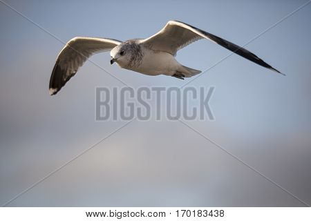 Seabird flying in movement with cloudy sky background