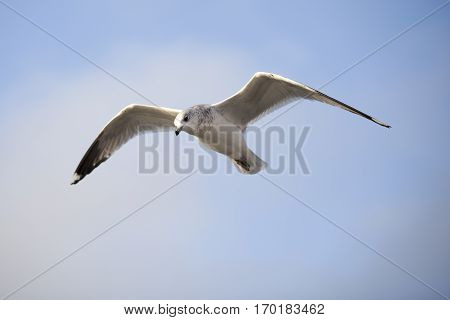 Seabird flying in movement with blue sky background