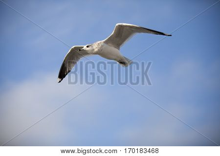 Seabird flying in movement with blue sky background