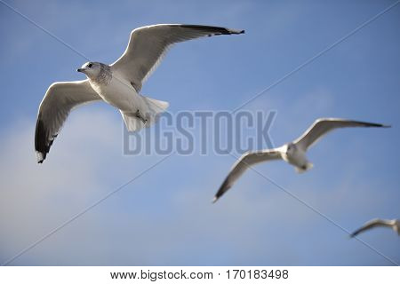 Seabird flying in movement with blue sky background