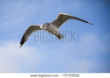 Seabird flying in movement with blue sky background