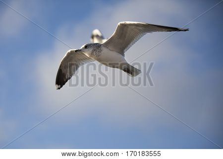 Seabird flying in movement with blue sky background