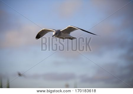 Seabird flying in movement with blue sky background