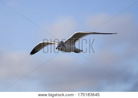Seabird flying in movement with blue sky background