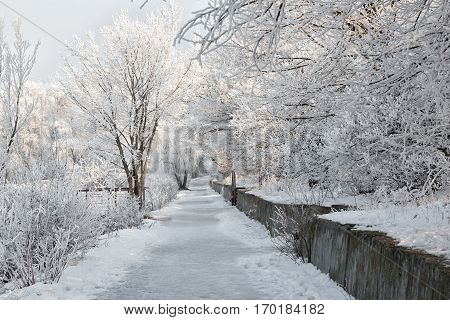Winter landscape of frosty trees white snow in city park. Trees covered with snow.Kiev Ukraine