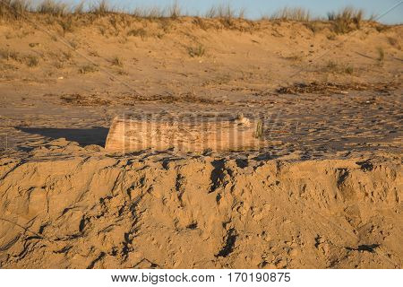 Golden sand dune with a piece od tree trunck brought by the sea