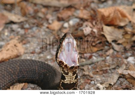 Cottonmouth Snake