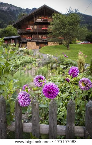 Garden with pink flower in front of a swiss wooden traditionnal chalet