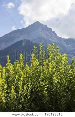 Bucolic green summer alpine landscape Swiss Alps mountain massif canton du Valais Switzerland