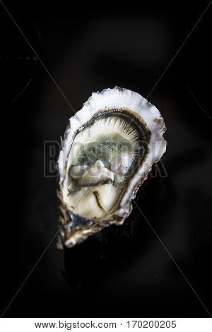 Open full oyster with flesh in shell on black background