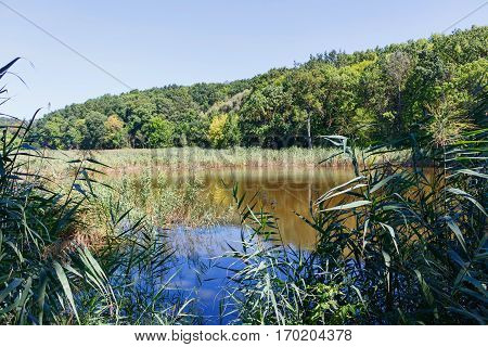 Lake near forest with reflection, reed in Taul Park, north of Moldova