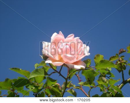 Rosa e blu