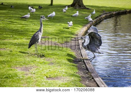 Courtship display of a couple of great blue herons in the park