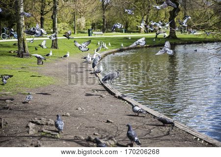 Great Blue Heron (Ardea herodias) surrounded by pigeons flying around in the park