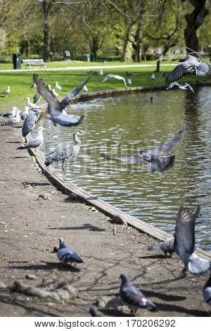 Great Blue Heron (Ardea herodias) surrpunded by pigeons flying around in the park