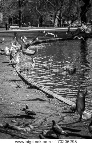 Great Blue Heron (Ardea herodias) surrounded by pigeons flying around in the park