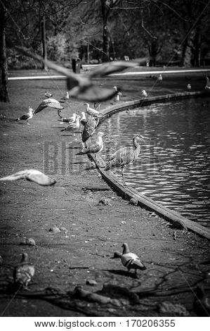Great Blue Heron (Ardea herodias) surrounded by pigeons flying around in the park