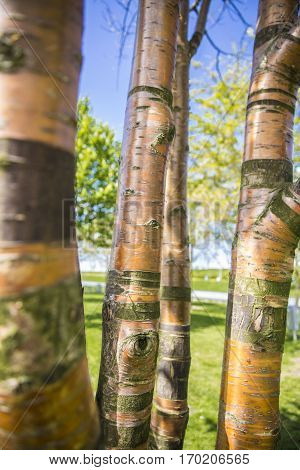 Birchbark Cherry or Prunus serrula tree with copper colored bark