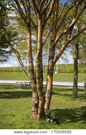 Birchbark Cherry or Prunus serrula tree with copper colored bark