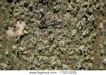 Bark  Wood Tree Texture Background Pattern