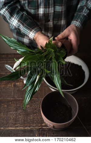 Man transplant a flower Spathiphyllum in flower pot vertical