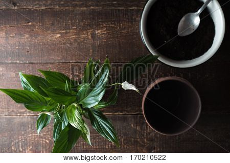 Flower Spathiphyllum a bowl with the ground on the table horizontal
