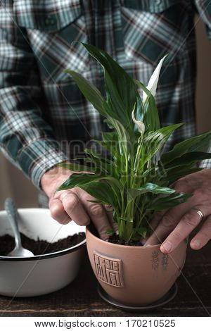 Man pours the earth in a pot with a flower Spathiphyllum vertical