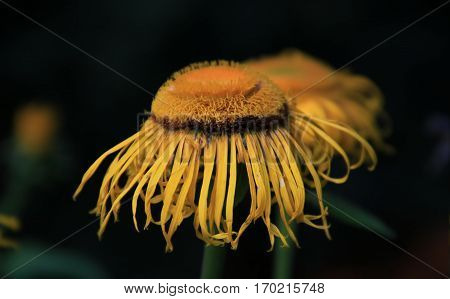A beautiful large yellow flower with fringed petals