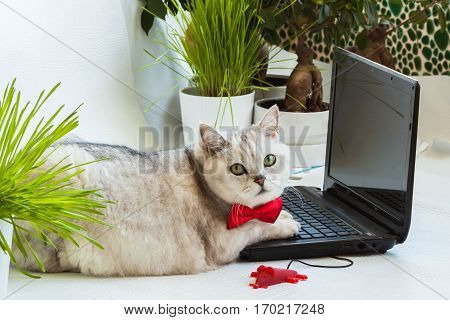 Intelligent tired solid cat in the red bow tie distracted from the computer screen and very attentively looking at us