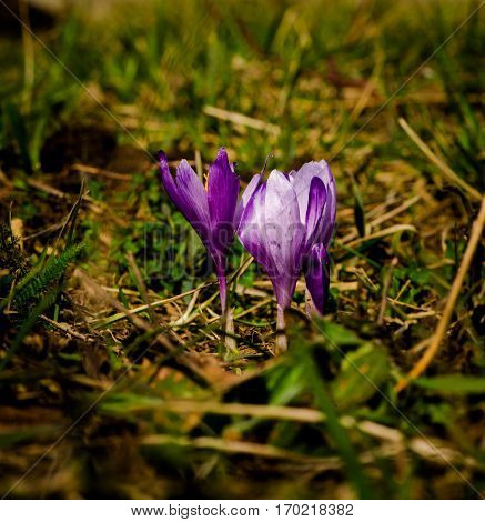 Beautiful wild crocus in carpathian forest,Romania