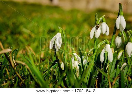 Beautiful wild crocus in carpathian forest, Romania