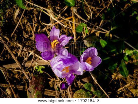 Beautiful Wild crocus in carpathian forest , Romania