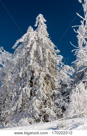 Beautiful snow on the trees in carpathian mountains