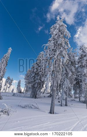Beautiful snow on the trees in carpathian mountains