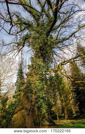Big tree with plants on the trunk in the park